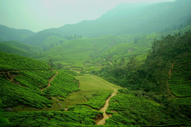 Editorial valley with quilted tea bushes, soft hill mist, sense of scale